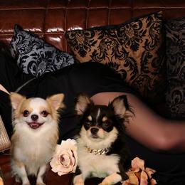 Chihuahuas from Couture Companions