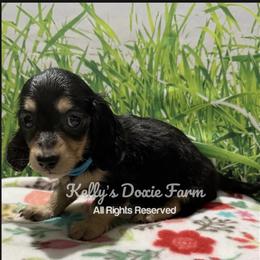 Black and Cream Female Longhair Teal Collar - Black and cream female Dachshund puppy in Cleveland, Tennessee from Kelly's Doxie Farm