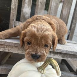 Girl 2 purple - Apricot female Cavapoo puppy in Orion, Illinois from Poppy Garden Doodles