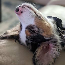 Toy Australian Shepherds from Hometown Aussies