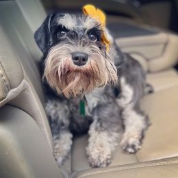 Umbrie - Miniature Schnauzer