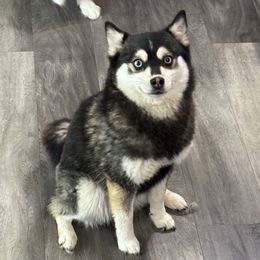 Yellow - Wolf sable female Pomsky puppy in Wisconsin Rapids, Wisconsin from Southwood Pomskies