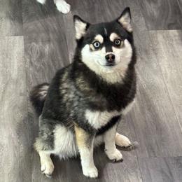 Yellow - Wolf sable female Pomsky puppy in Wisconsin Rapids, Wisconsin from Southwood Pomskies