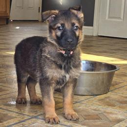 Female 2500 - Sable female German Shepherd puppy in Buckfield, Maine from Levesques German Shepherds
