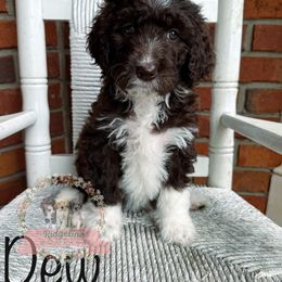 Aussiedoodle Puppies from Ridgeline Doodles