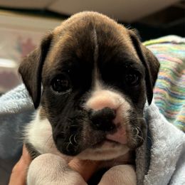 Espresso - Brindle male Boxer puppy in Elyria, Ohio from Just-A-Wyn Boxers