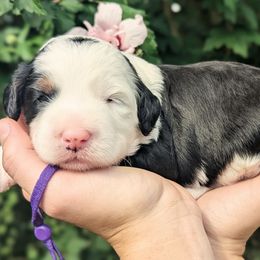 Eagle - Tri-color female Bernedoodle puppy in Mount Pleasant, Tennessee from Amy Brewer