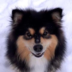 Finnish Lapphund All Grown Up from Forest Trail Finnish Lapphunds