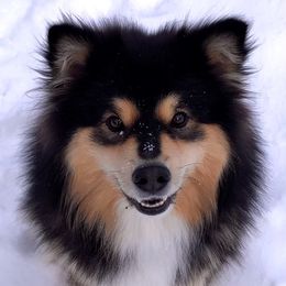 Finnish Lapphund All Grown Up from Forest Trail Finnish Lapphunds