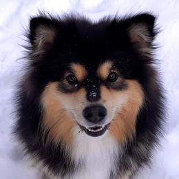 Finnish Lapphund All Grown Up from Forest Trail Finnish Lapphunds