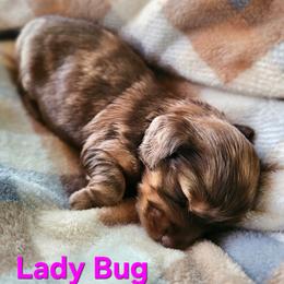 Lady Bug - Dapple female Dachshund puppy in Orlando, Florida from Small Batch Doxies