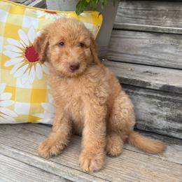 Blue - Apricot male Goldendoodle puppy in Seguin, Texas from Dude Ranch Doodles