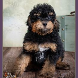 Jack - Black and tan male Cockapoo puppy in Connersville, Indiana from Deaz Doodle Ranch