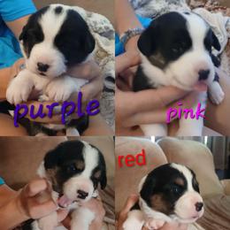 Boy 1 - male Cardigan Welsh Corgi puppy in Ramona, California from Oakcreek