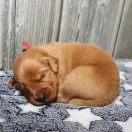 Ace - Dark golden male Golden Retriever puppy in Guthrie, Oklahoma from Raised Right Pups