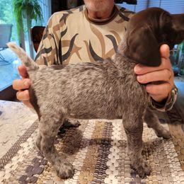 Girl 5 - Liver and white female German Shorthaired Pointer puppy in Chetek, Wisconsin from Susan's German Shorthaired Pointers