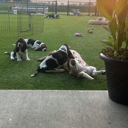 Basset Hound Puppies from TopCrop Bassets