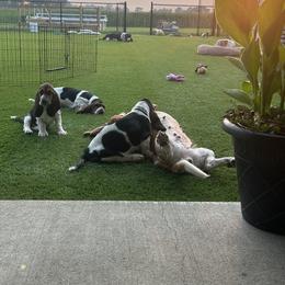 Basset Hound Puppies from TopCrop Bassets