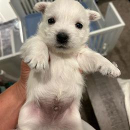 Boy 1 - White male West Highland White Terrier puppy in Loxley, Alabama from Dixieland Westies