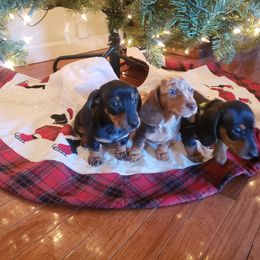 Dachshund Puppies from C and j doxies