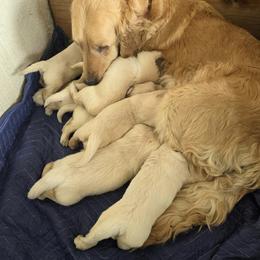 Girl 1 - Light golden female Golden Retriever puppy in Loveland, Colorado from Grateful Bernese & Gage's Goldens