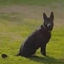 Willow - German Shepherd