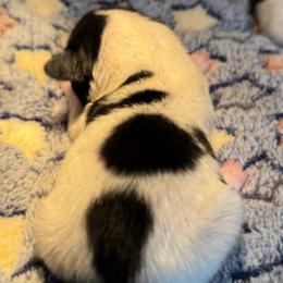 Girl 1 - White black and tan female Papillon puppy in Fremont, Michigan from Barque