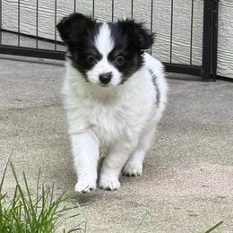 Papillon puppies from Triple Tier