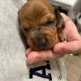 "Harley Jr (male)" Dachshund Puppies from Waite's Dachshunds