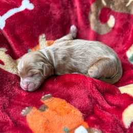 Martha May - Red  female Goldendoodle puppy in Warsaw, Ohio from Lovabledoodles