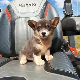 Zaya - Blue female Pembroke Welsh Corgi puppy in Inverness, Florida from Canaan Farm Corgis