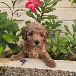 Kettle Corn - Cream male Goldendoodle puppy in Daytona Beach, Florida from Beach Doodles