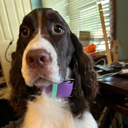 Aster - English Springer Spaniel