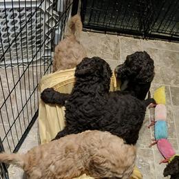 Goldendoodle Puppies from Carolina Doodles