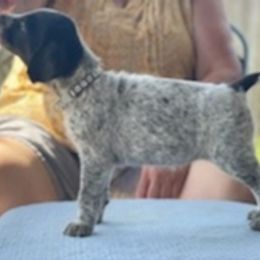 German Wirehaired Pointer Puppies from Jagged Edge German Wirehaired Versatility Dogs