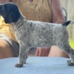German Wirehaired Pointer Puppies from Jagged Edge German Wirehaired Versatility Dogs