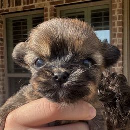 Daisy - Red female Shorkie puppy in Midland, Texas from Southern Yorkie Pies