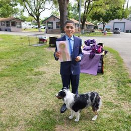 Miniature American Shepherd All Grown Up from Moon Phase Kennel