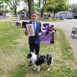 Miniature American Shepherd All Grown Up from Moon Phase Kennel