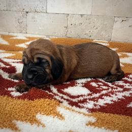 Dally - Red female Bloodhound puppy in Marvell, Arkansas from Hat Creek Kennel