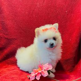 Cherlyn - Cream parti female Pomeranian puppy in Green Cove Springs, Florida from Natasha's Ark of Joy