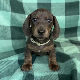 Teal - Blue and tan female Dachshund puppy in George West, Texas from Rockin M Kennel
