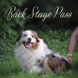 Caspian - Australian Shepherd