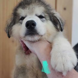 Alaskan Malamute Puppies from Coon Creek Alaskan Malamutes