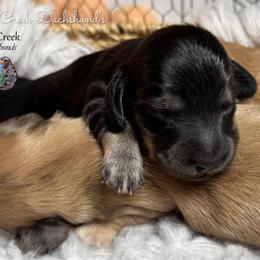 Jetta - Black and cream female Dachshund puppy in Fayetteville, West Virginia from Loop Creek Dachshunds