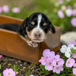 Black n cream 2- 2150 - Black and cream female Dachshund puppy in Nashville, Arkansas from Whisenhunt Farms