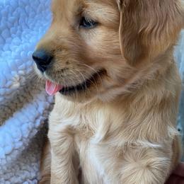 Hamilton - Dark golden male Golden Retriever puppy in Chico, California from Glenmac Goldens