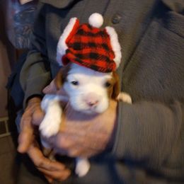 Cavalier King Charles Spaniel Puppies from Muddy Paws Cavaliers