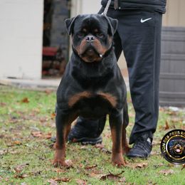 Marsi - Rottweiler