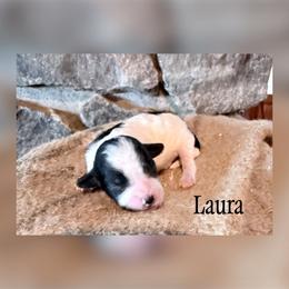Laura - Parti female Goldendoodle puppy in Cherryville, North Carolina from Mercy Doodles